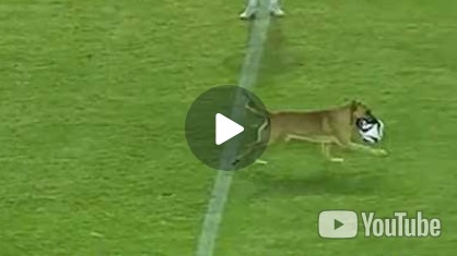 Un perro entró a la cancha y se robó la pelota